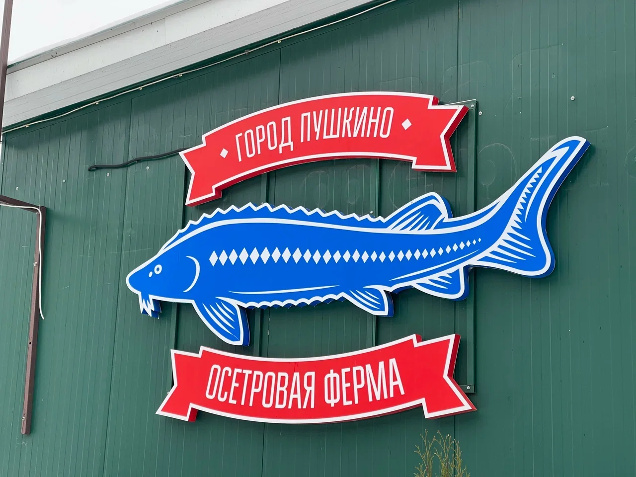 Фото Осетровая ферма (Пушкино) - развлечение в Москве | Досугатор